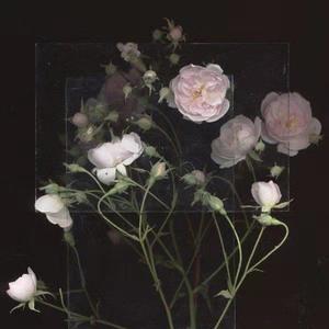 东北野鸡大学洗澡网
